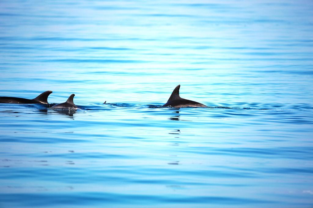 Moevenpick Resort El Sokhna Ain Sukhna Exterior foto Spinner dolphins